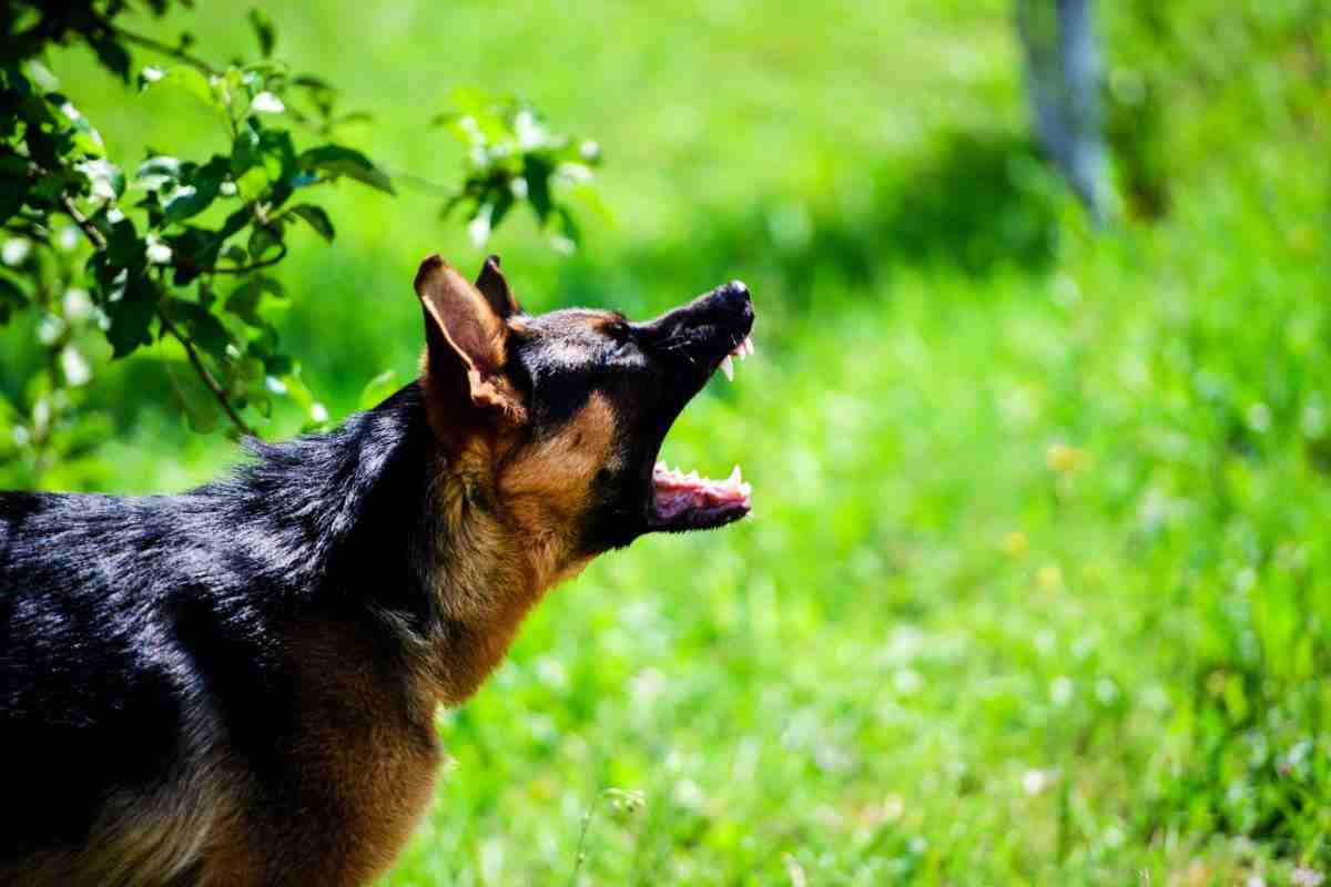 Morso da cane randagio rischi e conseguenze 