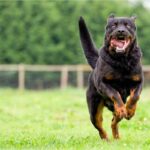 Risarcimento danni per morso da cane randagio: a chi chiederlo