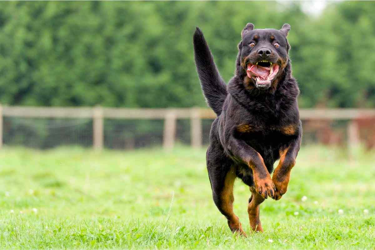 Risarcimento danni per morso da cane randagio: a chi chiederlo