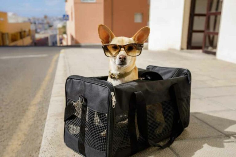 Animali in viaggio, regole ENAC