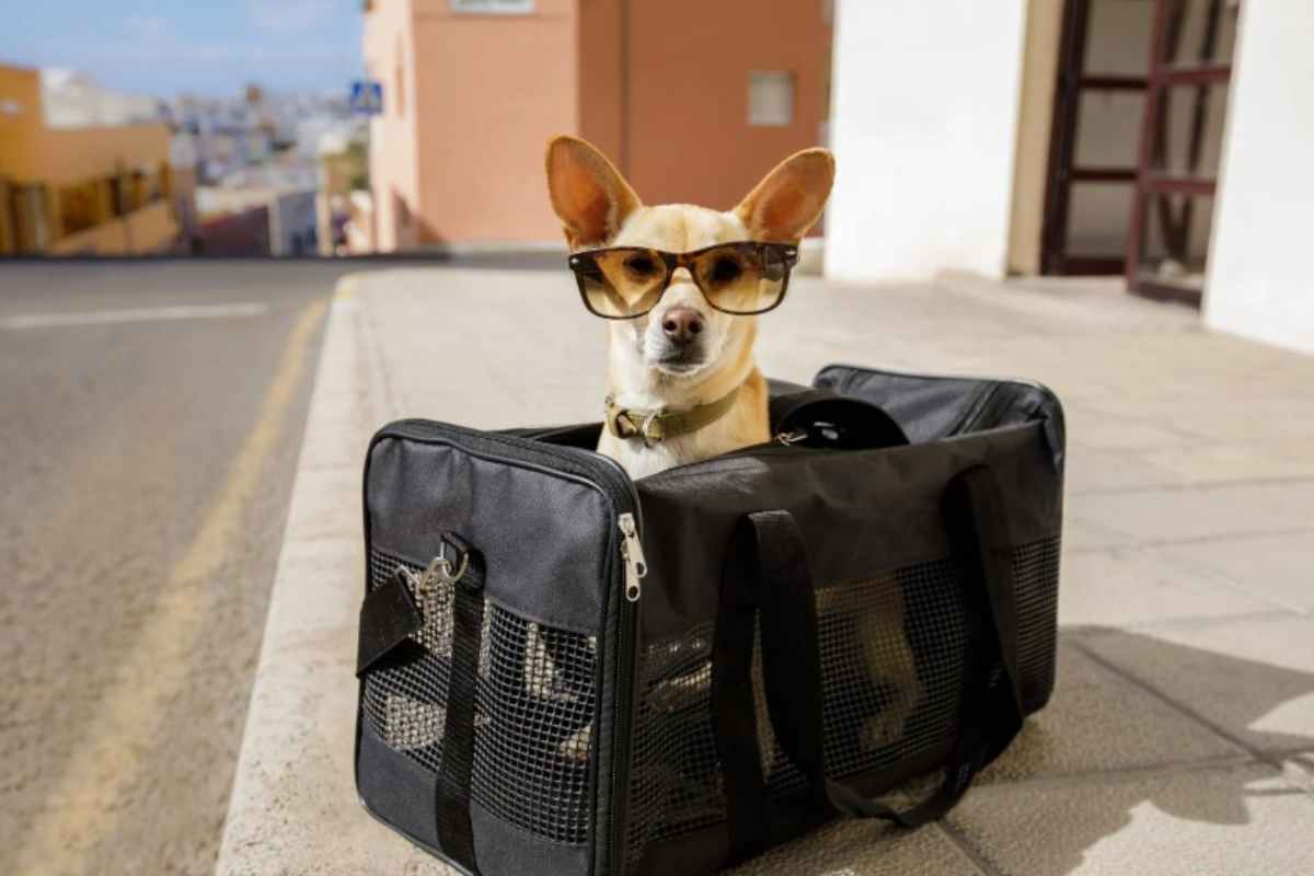 Animali in viaggio, regole ENAC