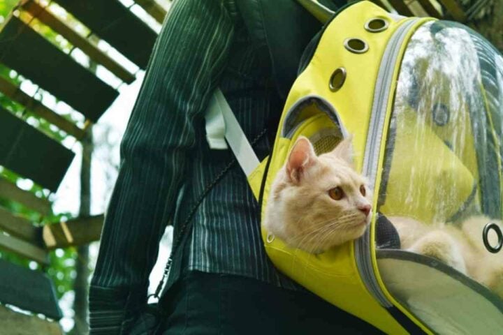 Animali in viaggio
