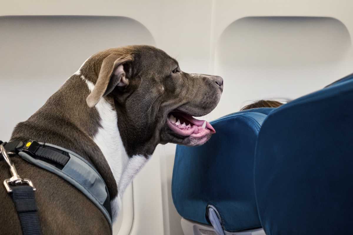 cani in aereo regole