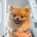 animali aereo regole