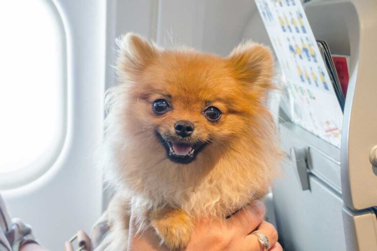 animali aereo regole