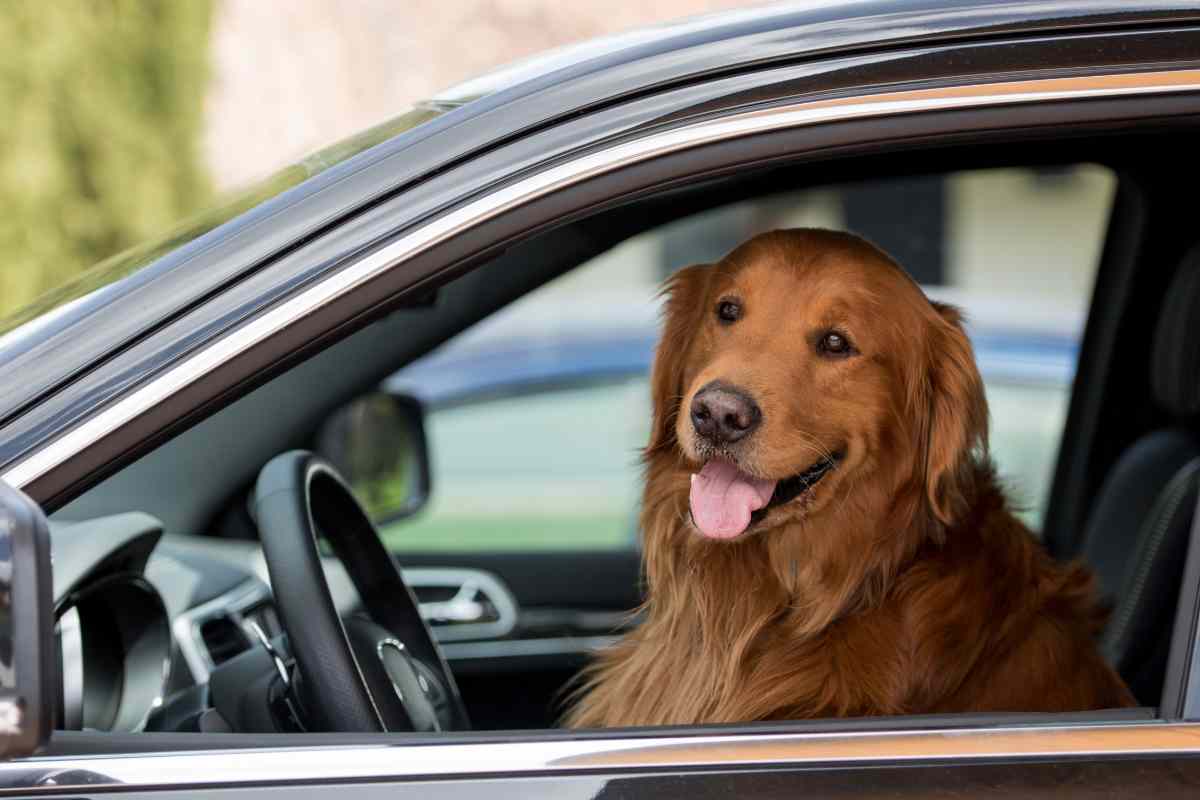 abbandono animali multa