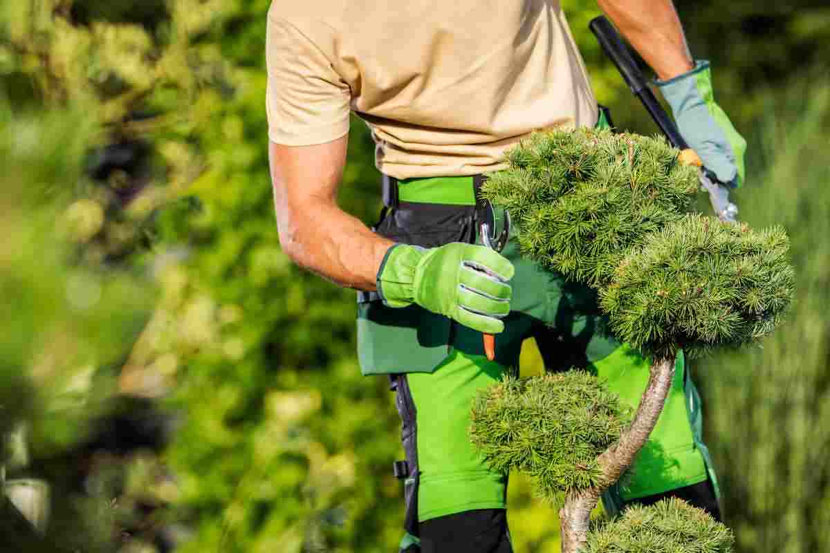 Tasse, arriva la stangata sulle piante, tutti i dettagli