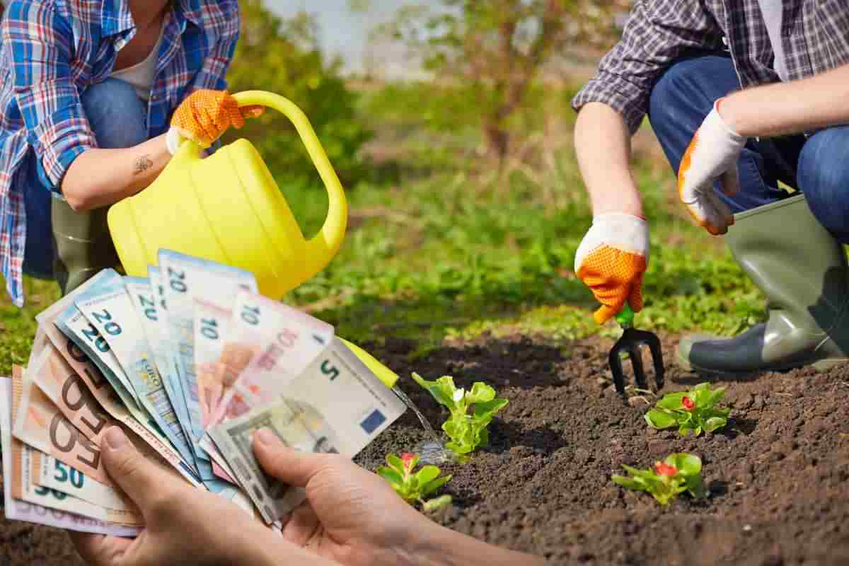 Tasse, arriva la stangata sulle piante