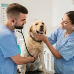 Così dimezzi le spese del veterinario