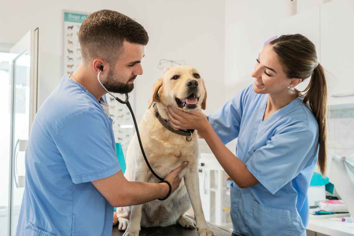 Così dimezzi le spese del veterinario